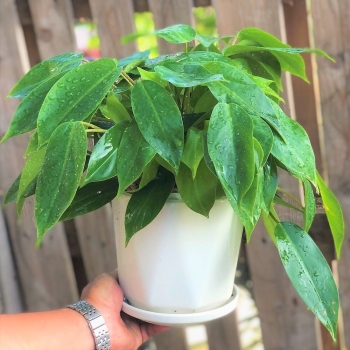 Cây trầu tỷ phú nhỏ